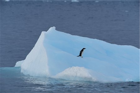 simsearch:693-03301867,k - Adelie Penguin on Iceberg, Brown Bluff, Antarctic Peninsula, Antarctica Stock Photo - Rights-Managed, Code: 700-02886971