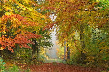 fall trail - Path Through Forest, Odenwald, Hesse, Germany Foto de stock - Con derechos protegidos, Código: 700-02887010