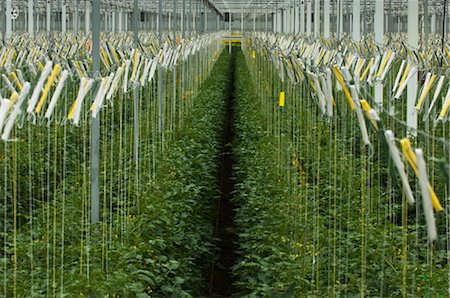 Hothouse Tomato Plants, Rilland, Zeeland, Netherlands Stock Photo - Rights-Managed, Code: 700-02887054