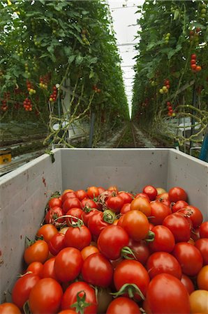 Hothouse Tomato Plants, Rilland, Zeeland, Netherlands Stock Photo - Rights-Managed, Code: 700-02887057