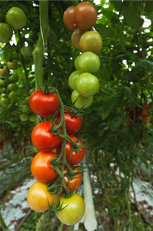 Hothouse Tomato Plants, Rilland, Zeeland, Netherlands Stock Photo - Rights-Managed, Code: 700-02887059