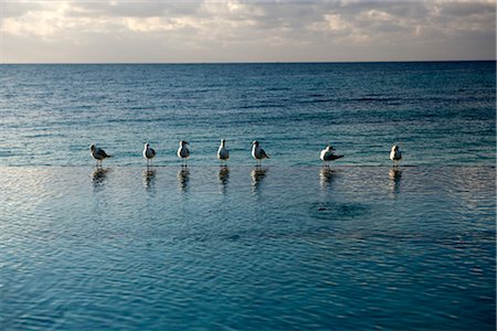 resort pool view - Seagulls Standing at Edge of Infinity Pool, Grand Bahama Island, Bahamas Stock Photo - Rights-Managed, Code: 700-02887306