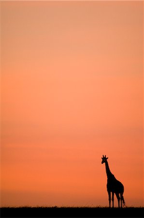 simsearch:700-02669459,k - Silhouette of Giraffe at Sunrise, Masai Mara, Kenya Stock Photo - Rights-Managed, Code: 700-02887425