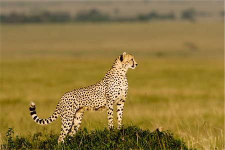 simsearch:700-00162680,k - Cheetah, Masai Mara, Kenya Stock Photo - Rights-Managed, Code: 700-02887427
