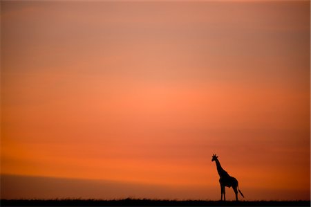 simsearch:700-02669459,k - Giraffe at Sunrise, Masai Mara, Kenya Stock Photo - Rights-Managed, Code: 700-02887421