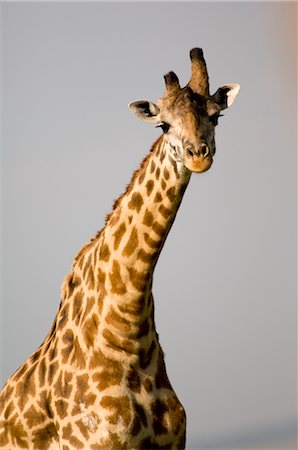 simsearch:700-02659799,k - Giraffe, Masai Mara, Kenya Stock Photo - Rights-Managed, Code: 700-02887422
