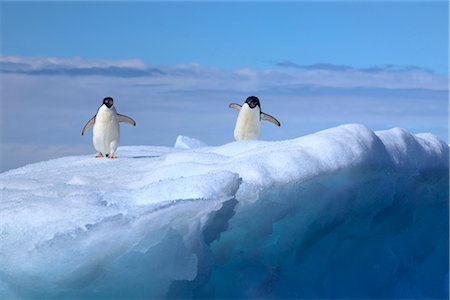 Adelie Penguins, Antarctica Stock Photo - Rights-Managed, Code: 700-02912478