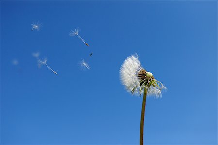 Dandelion Seeds Blowing Away Stock Photo - Rights-Managed, Code: 700-02912664