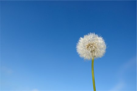 Dandelion Stock Photo - Rights-Managed, Code: 700-02912665