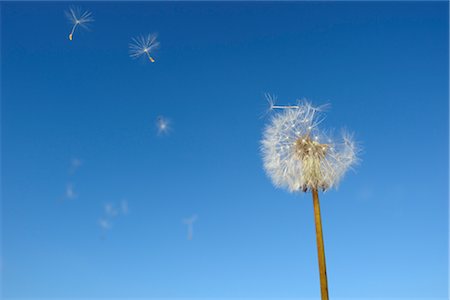 Dandelion Seeds Blowing Away Stock Photo - Rights-Managed, Code: 700-02912663