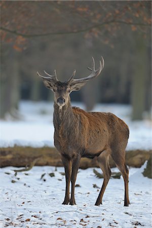 deer snow - Red Deer Stock Photo - Rights-Managed, Code: 700-02935312