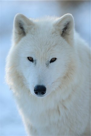 Arctic Wolf Stock Photo - Rights-Managed, Code: 700-02935313