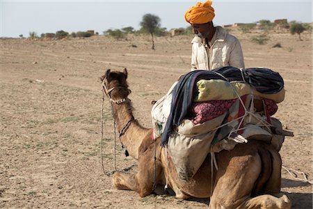 Camels and Driver, Thar Desert, Rajasthan, India Stock Photo - Rights-Managed, Code: 700-02958001