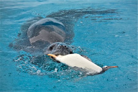 Leopard Seal with Gentoo Penguin in Mouth, Antarctica Stock Photo - Rights-Managed, Code: 700-02967501