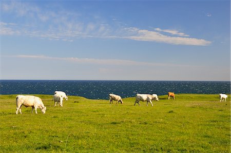 field cow - Cows near Coast of Baltic Sea, near Kaseberga, Sweden Stock Photo - Rights-Managed, Code: 700-02967652