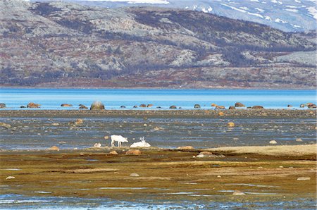 roam - Reindeer, Stabbursnes Nature Reserve, Lappland, Norway Stock Photo - Rights-Managed, Code: 700-02967685