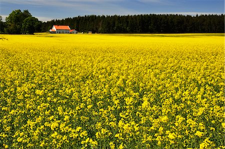 simsearch:700-03685769,k - Canola Field and Farm, Skaraborgs Län, Sweden Stock Photo - Rights-Managed, Code: 700-02967791