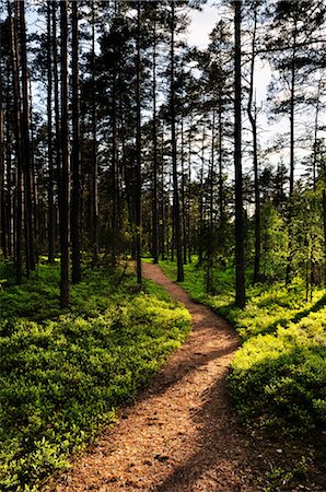 path concept nobody - Path through Forest, Store Mosse National Park, Sweden Stock Photo - Rights-Managed, Code: 700-02967804