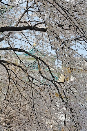 Cherry Blossoms, Nagoya, Aichi Prefecture, Chubu, Japan Stock Photo - Rights-Managed, Code: 700-02973219