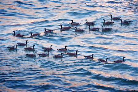 following - Canadian Geese on Water Stock Photo - Rights-Managed, Code: 700-03004273