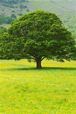 quercus sp - Oak Tree, Keswick, Cumbria, England, United Kingdom Stock Photo - Rights-Managed, Code: 700-03005163