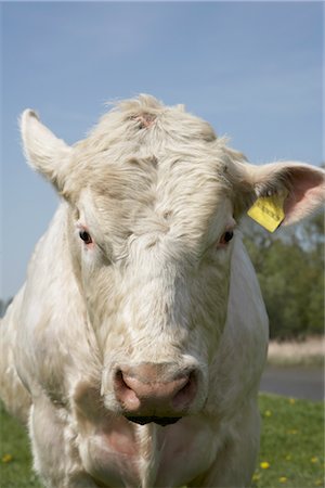 simsearch:600-02886705,k - Portrait of Cow Stock Photo - Rights-Managed, Code: 700-03003613