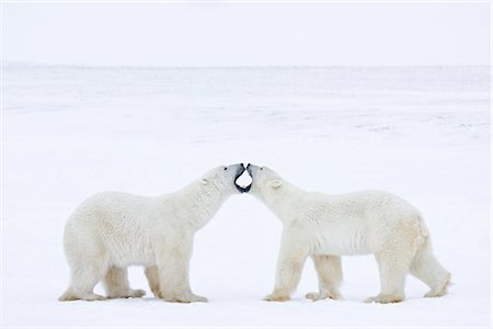 snow fight - Polar Bears Sparring, Churchill, Manitoba, Canada Stock Photo - Rights-Managed, Code: 700-03017604