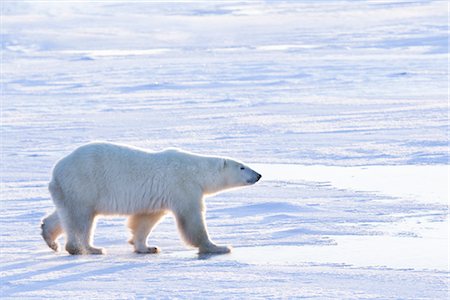 Polar Bear, Churchill, Manitoba, Canada Stock Photo - Rights-Managed, Code: 700-03017609