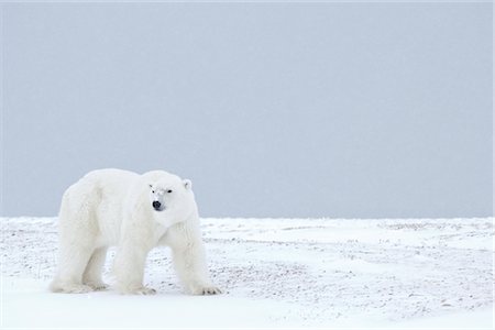 polar bear - Polar Bear, Churchill, Manitoba, Canada Stock Photo - Rights-Managed, Code: 700-03017610