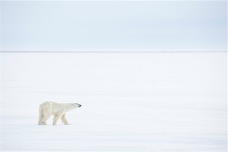 polar bear - Polar Bear, Churchill, Manitoba, Canada Stock Photo - Rights-Managed, Code: 700-03017613