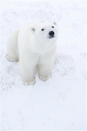 polar - Young Polar Bear Sitting in Snow, Churchill, Manitoba, Canada Stock Photo - Rights-Managed, Code: 700-03017625