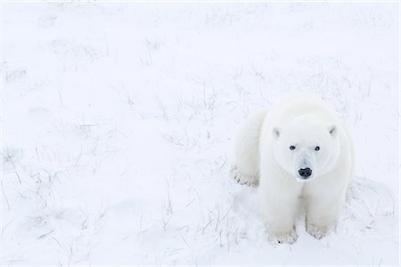 Young Polar Bear Sitting in Snow, Churchill, Manitoba, Canada Stock Photo - Rights-Managed, Code: 700-03017627