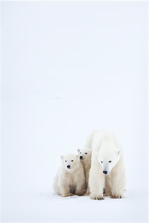 Mother and Young Polar Bears, Churchill, Manitoba, Canada Stock Photo - Rights-Managed, Code: 700-03017620