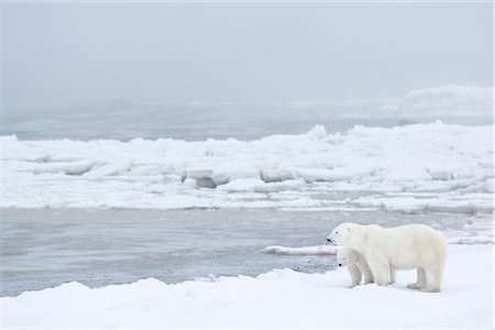 simsearch:700-01195251,k - Mother and Young Polar Bear by Sea Ice, Churchill, Manitoba, Canada Stock Photo - Rights-Managed, Code: 700-03017623