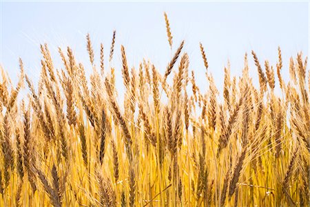 Field of Hard Red Winter Wheat Stock Photo - Rights-Managed, Code: 700-03017652