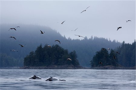 Pacific White Sided Dolphins in Johnstone Strait, British Columbia, Canada Stock Photo - Rights-Managed, Code: 700-03068749