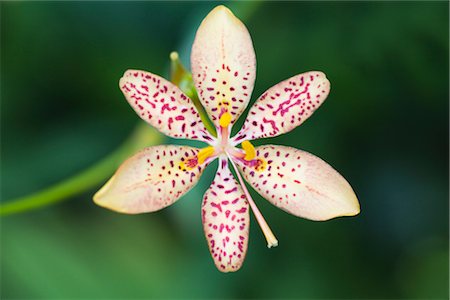 flower macro - Blackberry Lily, Fairchild Tropical Botanic Garden, Miami, Florida, USA Foto de stock - Con derechos protegidos, Código: 700-03075223