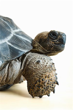 Close-Up of Galapagos Giant Tortoise Stock Photo - Rights-Managed, Code: 700-03076007