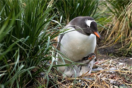 Gentoo Penguin with Chicks, South Georgia Island, Antarctica Stock Photo - Rights-Managed, Code: 700-03083914