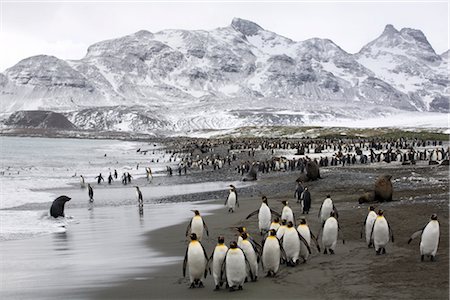 King Penguins, South Georgia Island, Antarctica Stock Photo - Rights-Managed, Code: 700-03083916