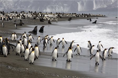 King Penguins and Fur Seals, South Georgia Island, Antarctica Stock Photo - Rights-Managed, Code: 700-03083922