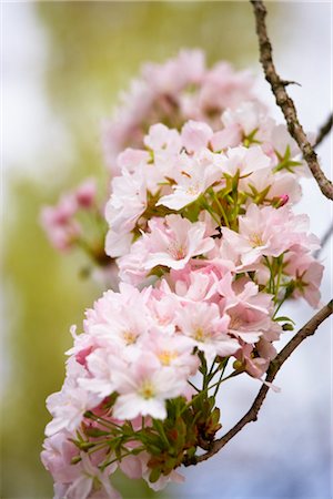 european cherry trees branches - Close-up of Cherry Blossom, Devon, England Stock Photo - Rights-Managed, Code: 700-03152898