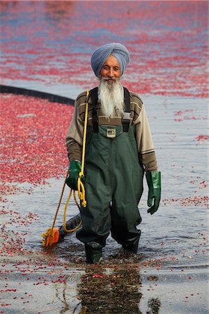 Cranberry Harvest, Pitt Meadows, British Columbia, Canada Stock Photo - Rights-Managed, Code: 700-03210520