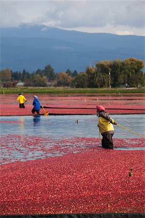 Cranberry Harvest, Pitt Meadows, British Columbia, Canada Foto de stock - Con derechos protegidos, Código: 700-03210521