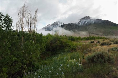 Basin Mountain, Inyo National Forest, Bishop, Inyo County, California, USA Stock Photo - Rights-Managed, Code: 700-03228659