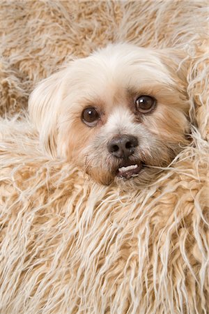 Portrait of Shi Tzu Tibetan Terrier Mix Stock Photo - Rights-Managed, Code: 700-03229769