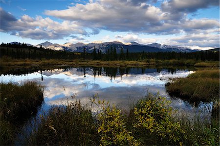 Cottonwood Slough, Jasper National Park, Alberta, Canada Foto de stock - Con derechos protegidos, Código: 700-03244132