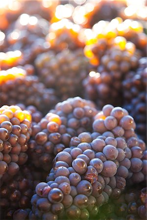 Clusters of Grapes, Okanagan Valley, British Columbia, Canada Stock Photo - Rights-Managed, Code: 700-03294790
