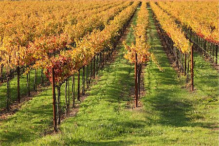 simsearch:846-05647552,k - View of Vineyard in Autumn, Napa Valley, California, USA Stock Photo - Rights-Managed, Code: 700-03294968