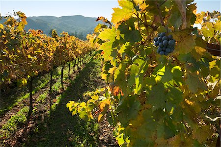 simsearch:846-05647552,k - View of Vineyard in Autumn, Napa Valley, California, USA Stock Photo - Rights-Managed, Code: 700-03294969